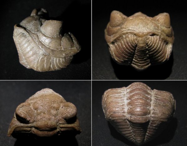 Phacopida, Ingriops, Pterygometopidae