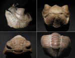 Ingriops sp.