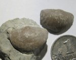 Sowerbyella