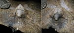 Hoplocrinus sp.