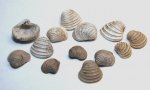 Trautscholdia spp.