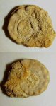 Euomphalus moniliferus