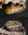 Arpagodus