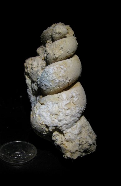Palaeostylus