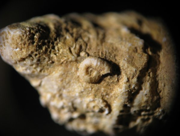 Microconchida