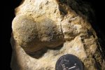 Palaeostylus sp.