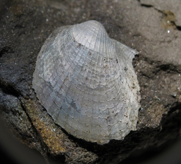 Oxytoma