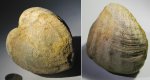 Pholadomya