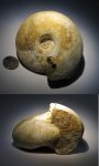 Rondiceras sp.