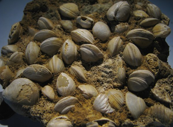 Zeilleria, Ivanoviella, Terebratulida, Zeilleria trautscholdi, прижизненное положение