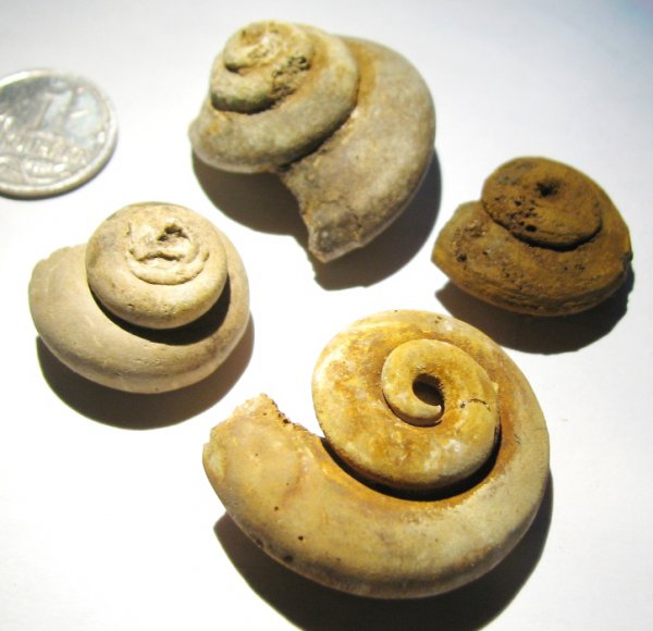 Pleurotomaria