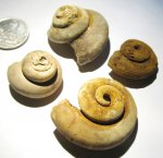 Pleurotomaria