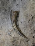 Головной шип Erismacanthus