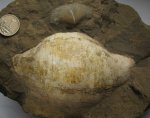 Gigantoproductus latissimus