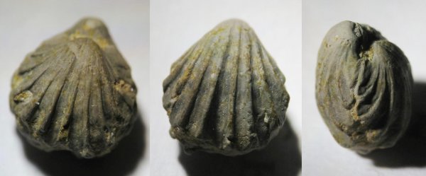 Hustedia, Athyridida