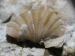 Spiriferina