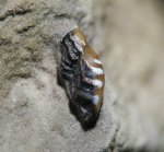 Poecilodus