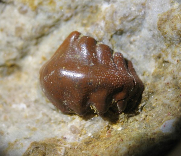 Helodus, pleuroplax, pleurodus