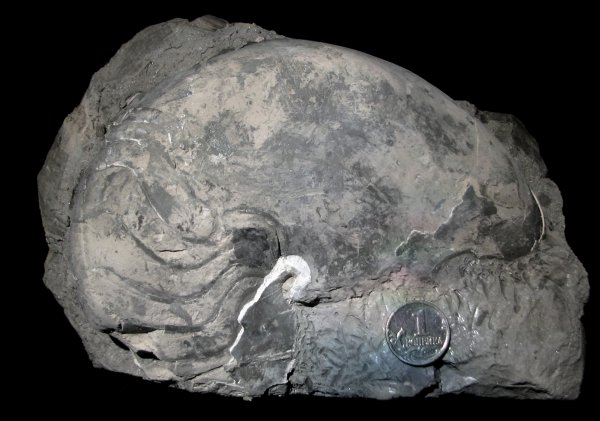 Cenoceras
