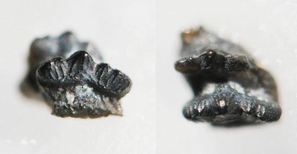 Protacrodus, Protacrodontidae, Euselachii