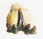 Glikmanius sp.