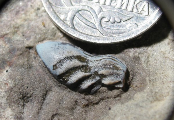 Poecilodus, Holocephali, Cochliodontiformes