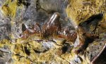 Парочка зубов: Cladodus и Glikmanius