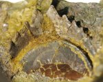 Pristodus sp.