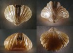 Camarotoechia