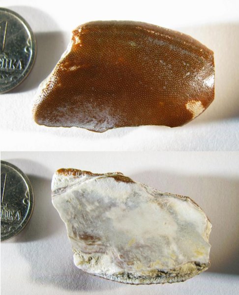 Cochliodontiformes, Psephodus