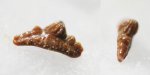 ? Mesodmodus