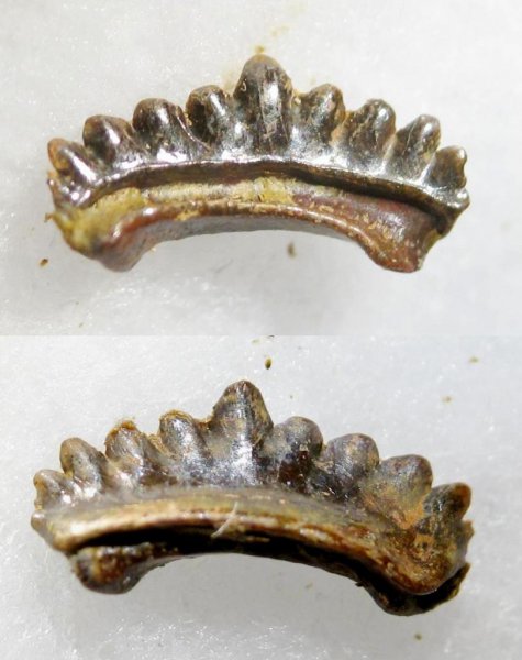 Petalodontiformes, Harpacodus