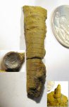 Orthoceras