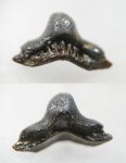 Helodus sp.