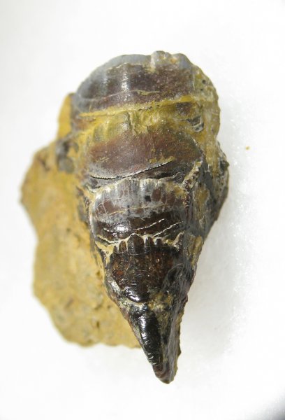 Petalodontiformes, Petalorhynchus