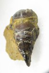 Petalorhynchus sp.
