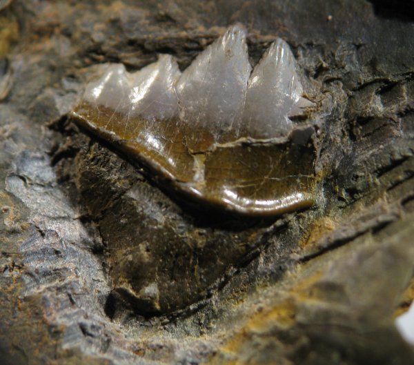 Petalodontiformes, Peripristis