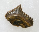 Harpacodus clavatus