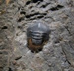 Petalorhynchus sp.