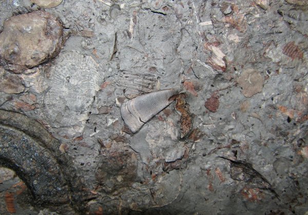 Platyxystrodus