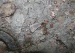 Platyxystrodus sp. Platyxystrodus sp.