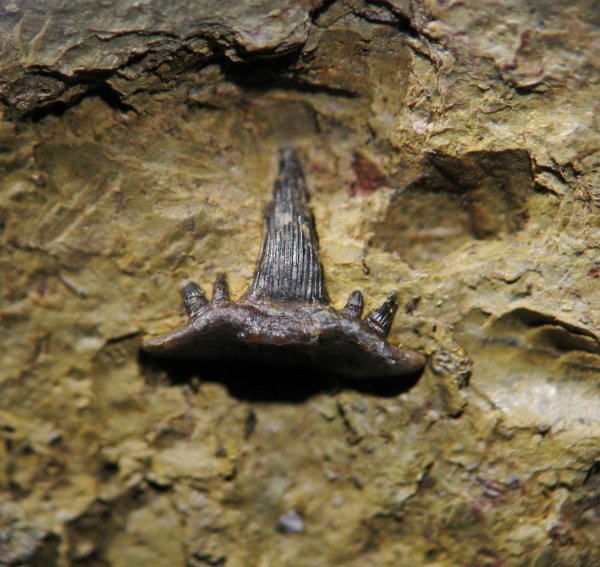 Stethacanthus, Symmoriiformes, Symmoriidae