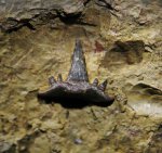 Stethacanthus sp.