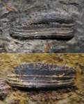 Petalodontiformes