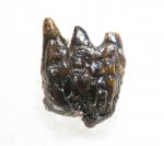 Ротожаберный зуб Ctenacanthiformes