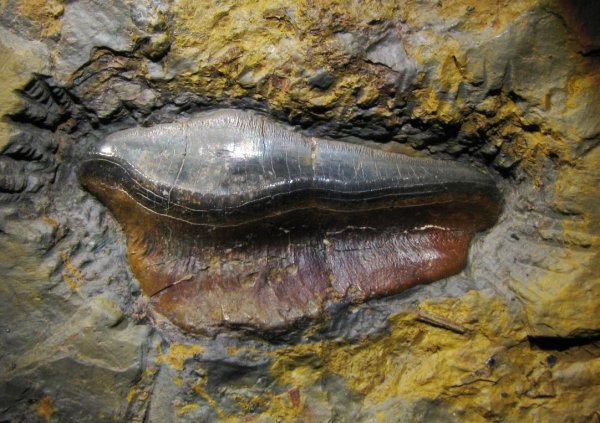 Petalodontiformes, Petalodus, Euchondrocephali, Petalodus acuminatus