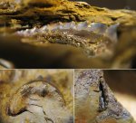 Pristodus