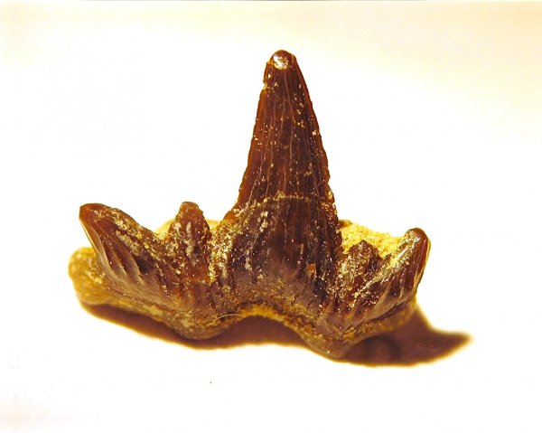 Cladodus, Ctenacanthiformes, Elasmobranchii, Cladodus marginatus