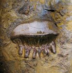 Polyrhizodus