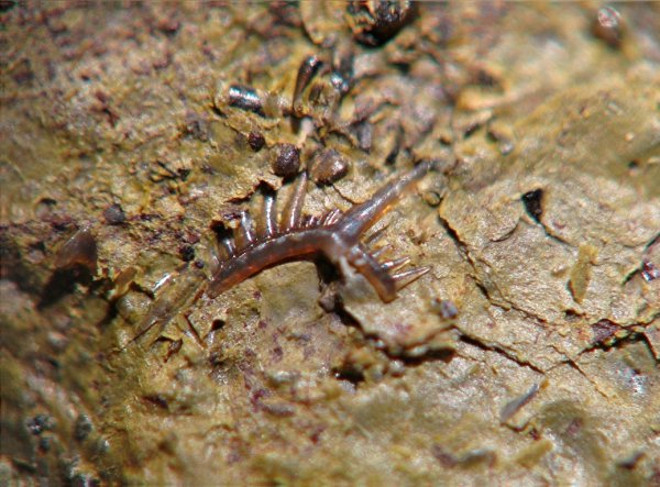 конодонты, Conodonta